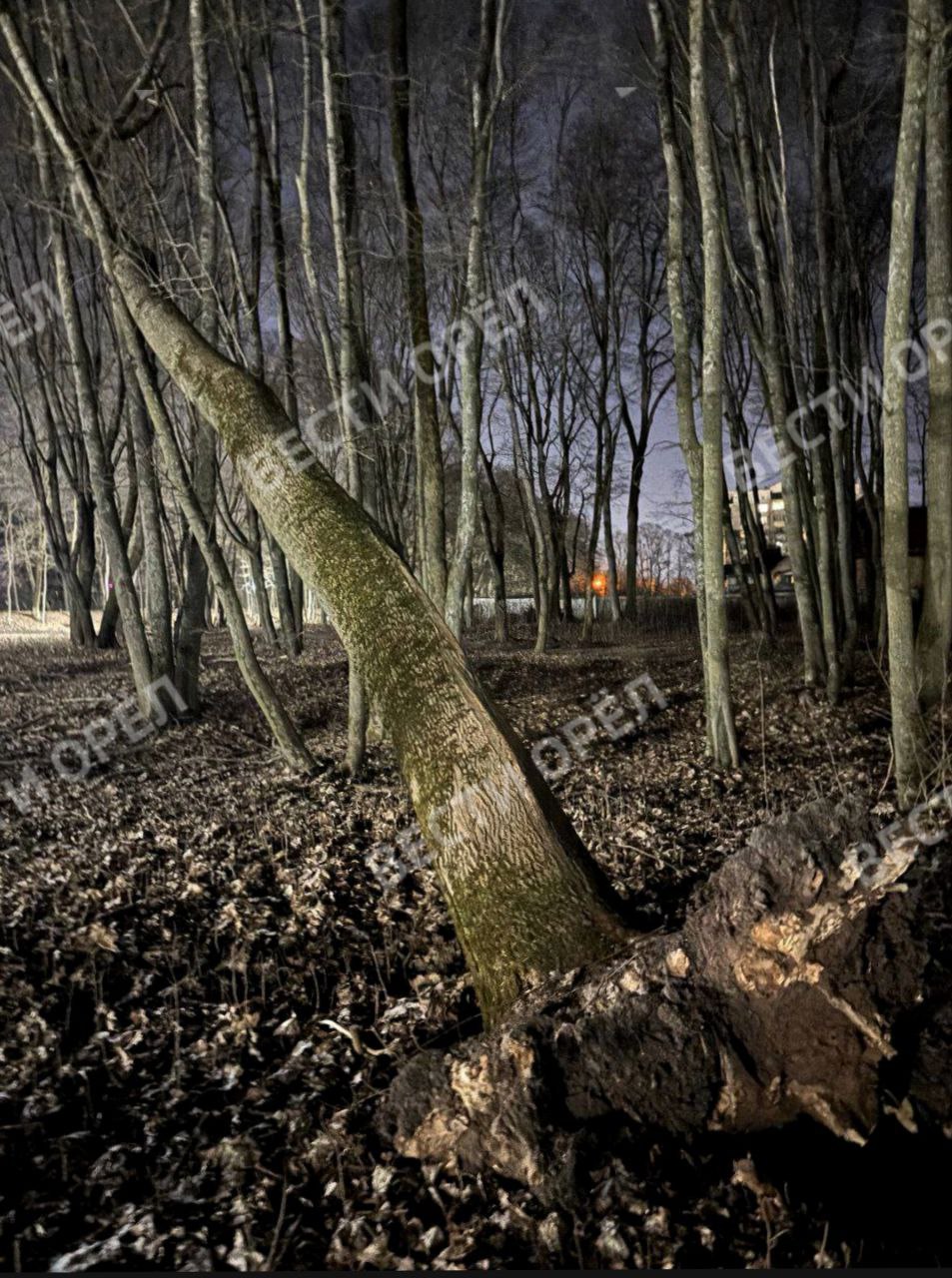 Фотофакт: сильный ветер в Орле повалил деревья в парке Ботаника