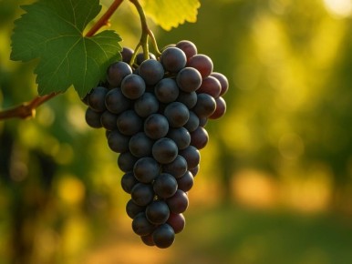 Ошибки в обрезке винограда: как не потерять урожай