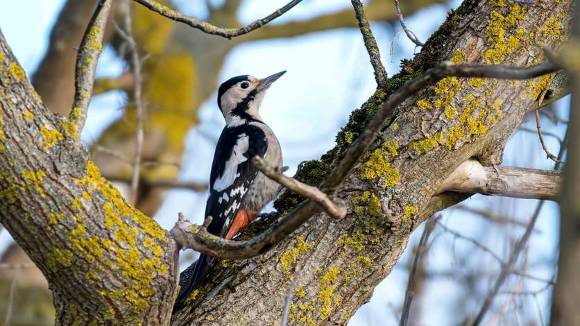 На Орловщине сфотографировали сирийского дятла