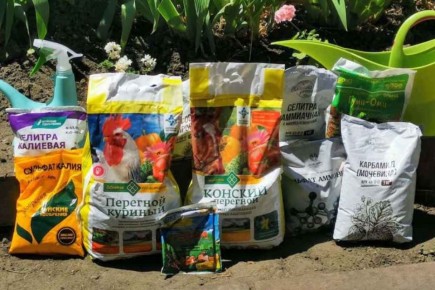 Удобрения осенью: как правильно подготовить почву к зиме