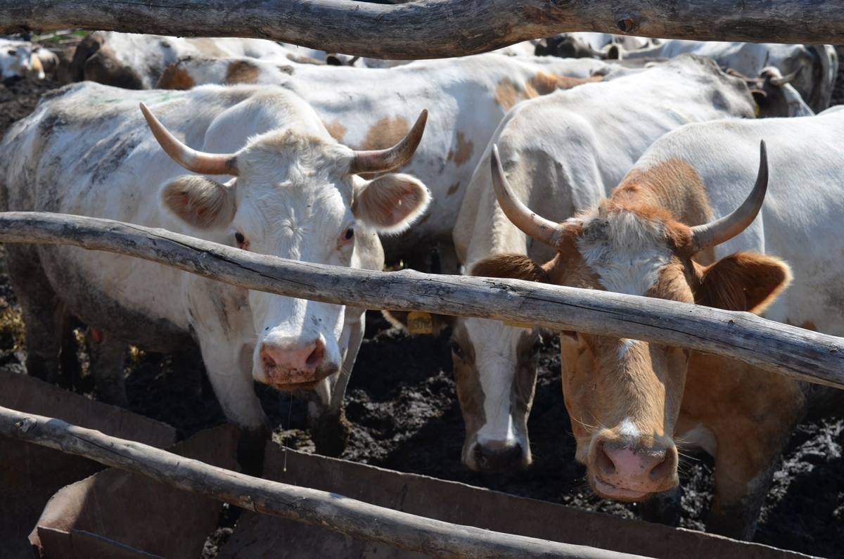 С начала года в Орловской области произвели более 130 тысяч тонн молока