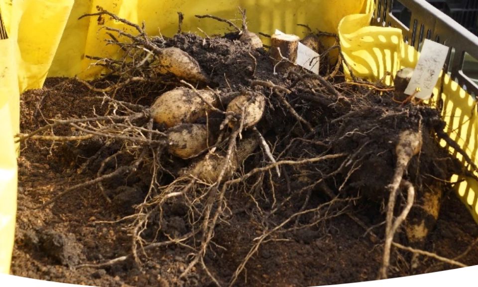 ��� ��������� ����������� �������� � �������