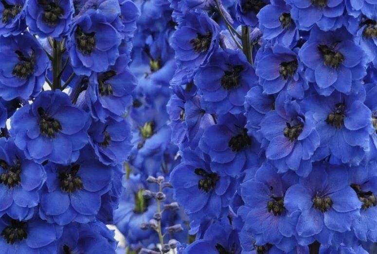 �����������: ������� ���������� ������� ��� ��������� �� ����������