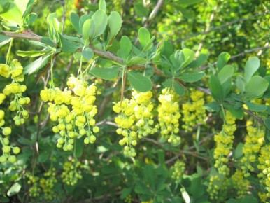 ������� ��������� ����������� ���������: ������������ ������� � ������ ����� �� ����� �������