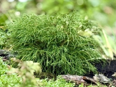 Новый взгляд на туи: как сорт Pin Cushion стал идеальной заменой кипарисовикам