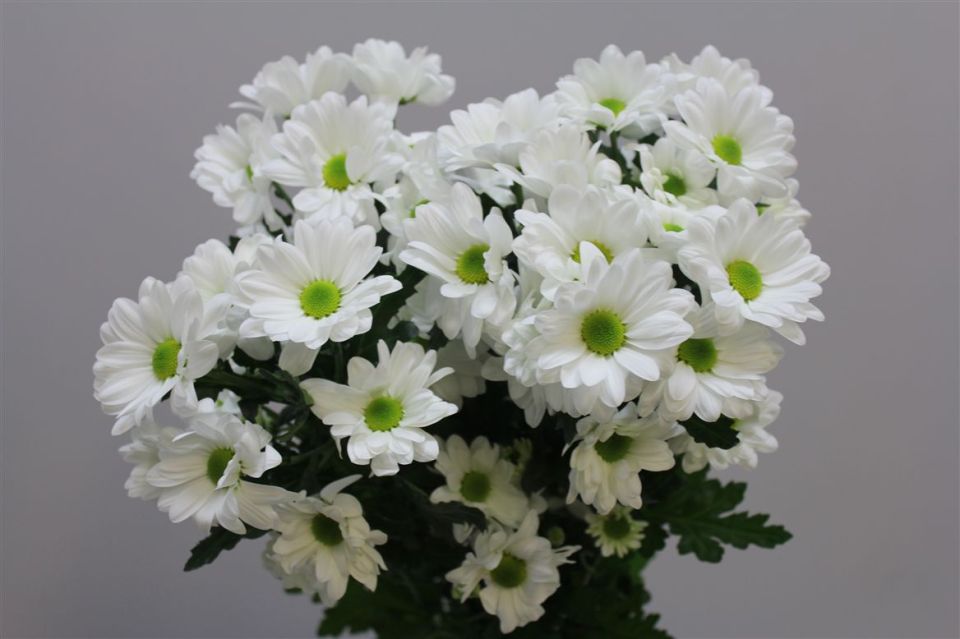 ������ ����� ��������� ������� ������ �� ������� �����?