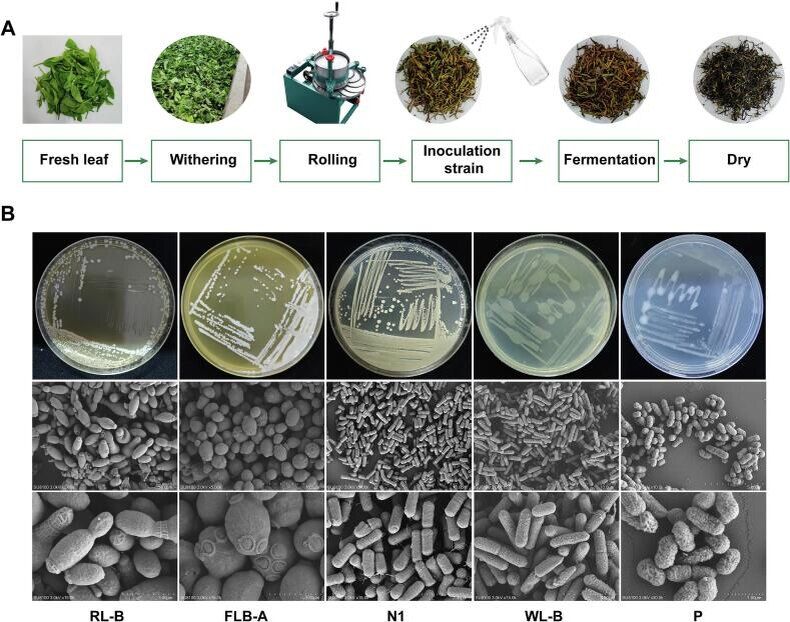 ��� �������������� ������ ������ ������� ���: ����������� �������� ������