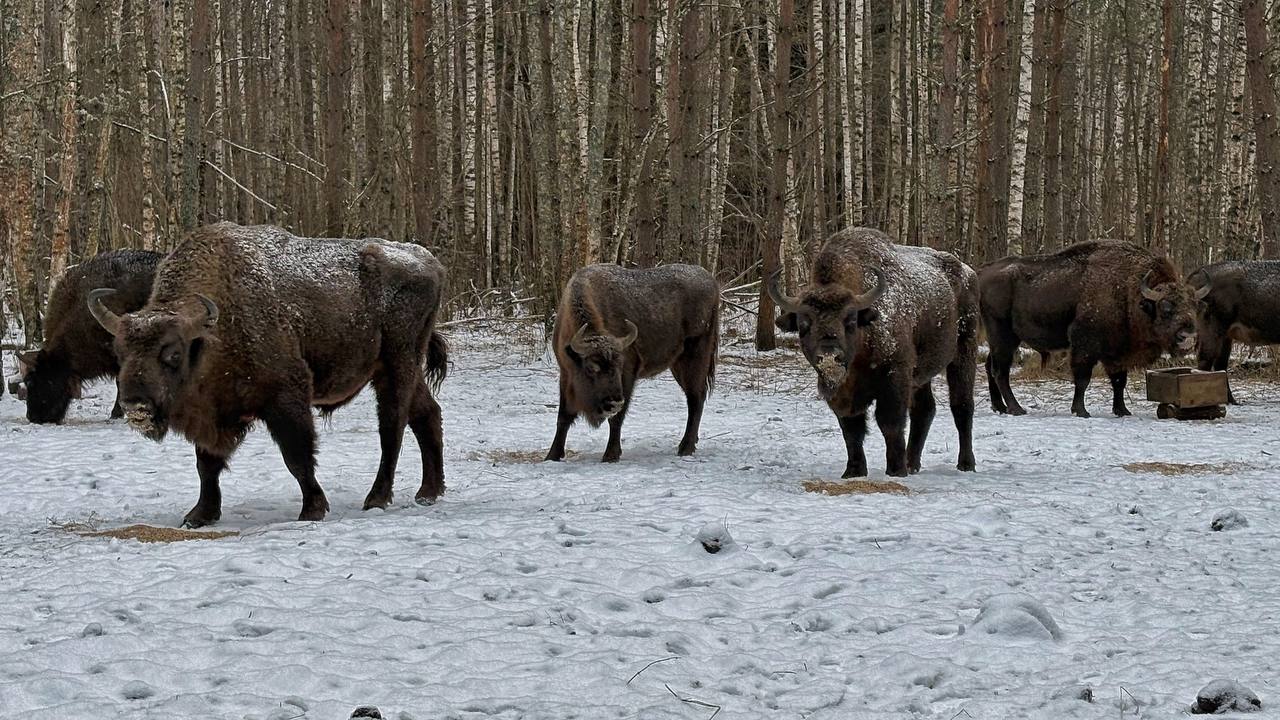 На Орловщине растет популяция зубров