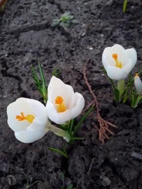 Секреты белых цветов в саду: как создать изысканное сезонное цветение