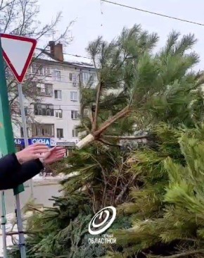Орловчане могут отдать новогодние деревья на переработку