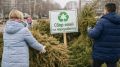 В Орле живые ели и сосны можно сдать в переработку