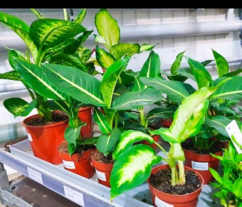 ����� ������� ����: ������� ��� ��� ��������� ��������