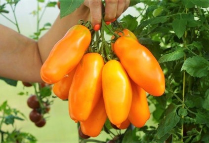 ��������� ������ �� ����� �������: ��� ��������� ���� ���������