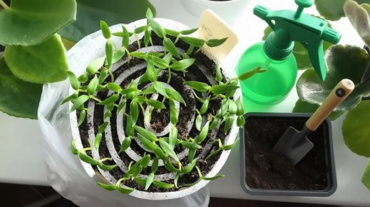 ��� ������ �������� ��������� ������ �����������