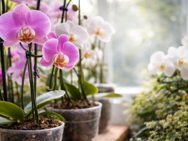 ������ ������� ����� �� ������ ���� ��� ��������� �����