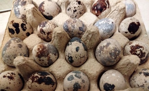 ����������� ����: ���������, �� ������������