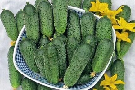 ������ ���������: ������� ��������� �����������