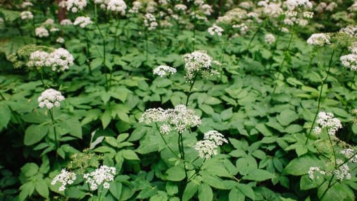 �����: ����������� ������� ������ �������