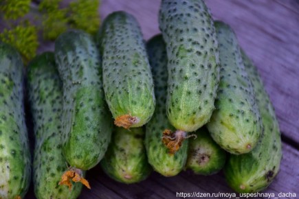 ��� ������ ��������� ������ � �����: ������� �����, ������� ������ �����������