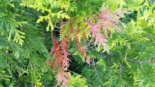 ������ ��� ������� � ��� ������