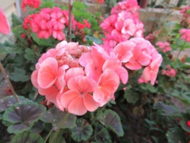 ���� �� ����������� � ��������: �������, ������������, ���������, ����� � ���������