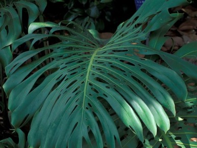 �������� �������: ���������� �������� � ���������� ��������