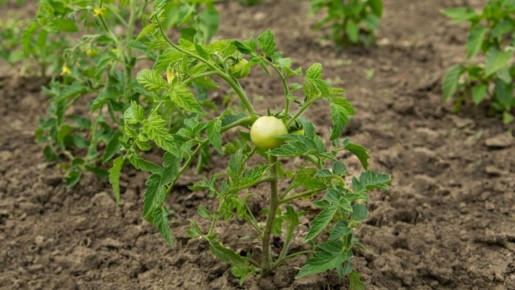 ����� 13 ����� ����� �������, �� ���� 3 ����� ��������� ��������