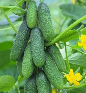 ������� ������ �� �������: ������ ������ � �������������