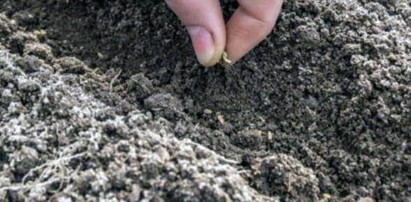 Подзимний посев цветов: выгодное решение или рискованный шаг?