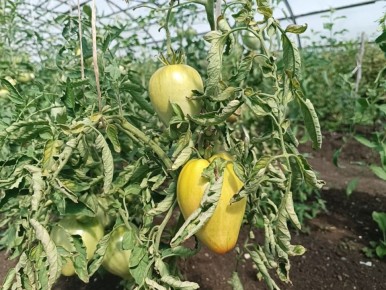 Почему скручиваются листья томатов и как их спасти