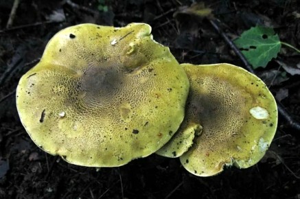 ���� ���������: ��� ��������� � ��� ����������