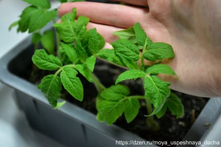 ��� ��������� ��������� �� �������� ����� ��������� ��� ���������� �������� �����