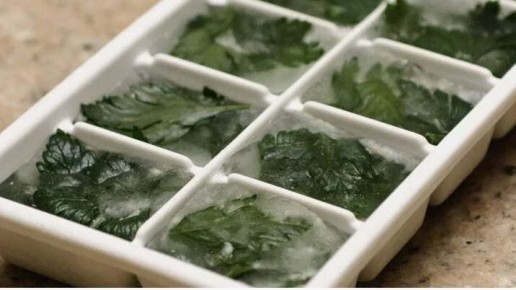 Как сохранить зелень свежей всю зиму: лучшие способы заготовки