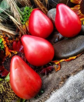 Клубничный Сержант: крупные сердцевидные томаты для тихой грядки с насыщенным вкусом