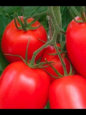 Новая прослойка заготовок: чем полезен помидор Новинка консервации