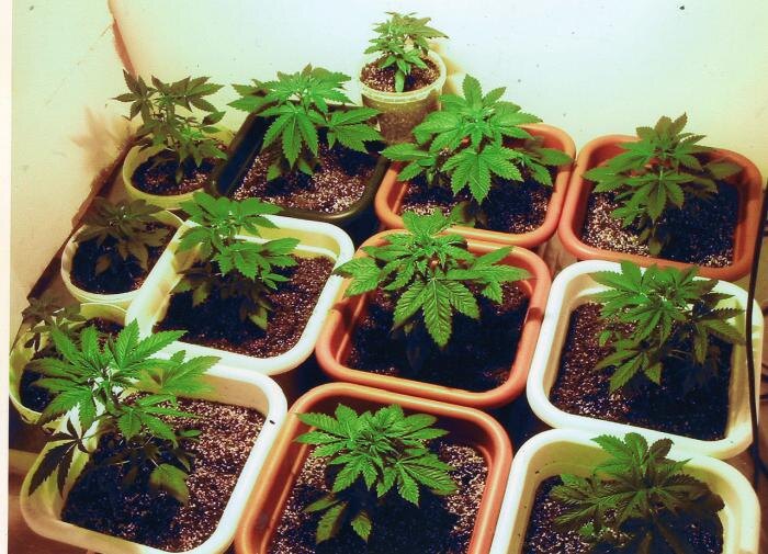 Эффективные приемы для успешного выращивания рассады: от сортов до освещения