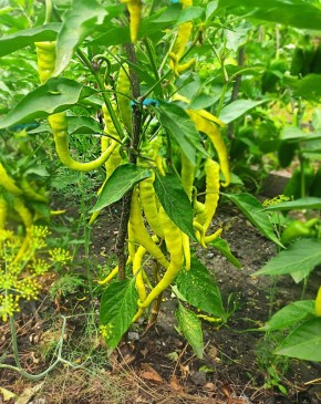 ����� ����� ������������ � ����: ��������� ����� ������� ������� � � ����������� ������