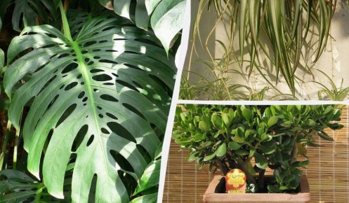 ���-9 ����������� � ������������� ��������� �������� ��� ������ ����