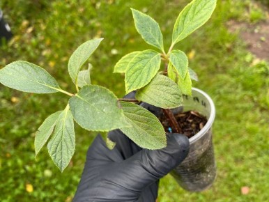 ��� ��������� ������� ������� ��������� �� ����: ������� � ������