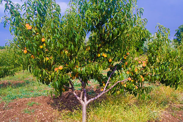 Как вырастить бархатный персик: секреты и советы опытных садоводов