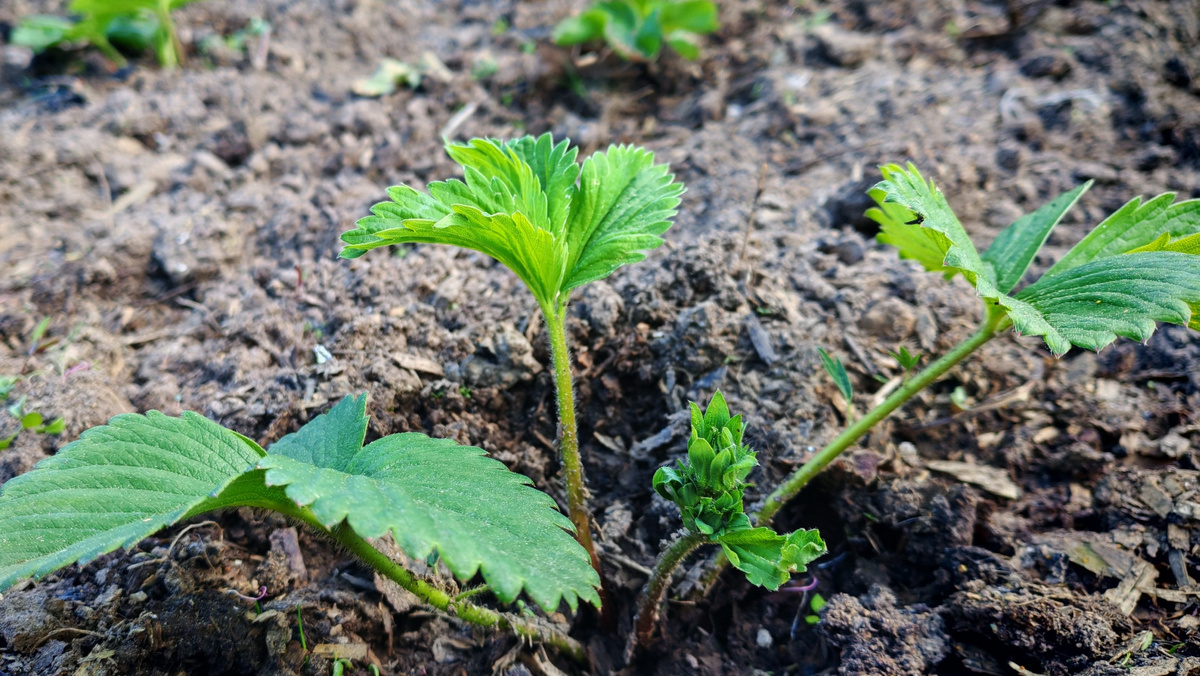Как укрытие клубники может спасти урожай от мороза