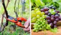 Весенний уход за виноградом: шаги к богатому урожаю