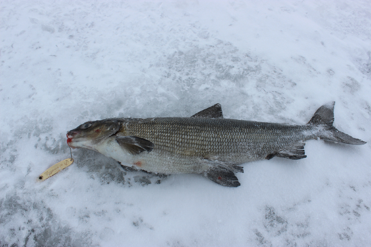 Как правильно замораживать рыбу, чтобы сохранить вкус и свежесть