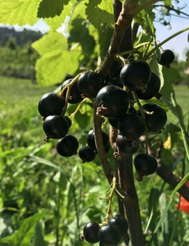 Как картофельные очистки могут влиять на смородину: важные нюансы и хитрости для садоводов