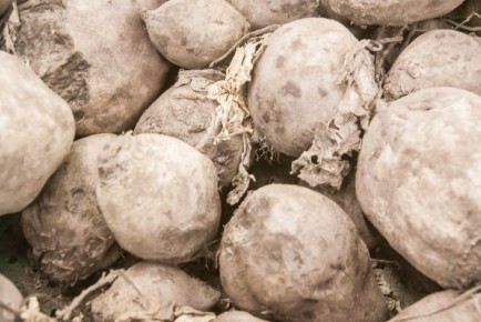 Рецепт классической заправки к блюдам из хрена и свеклы: всего 5 простых ингредиентов