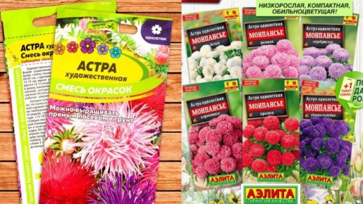 Как вернуть жизнь старым семенам астр за считанные минуты