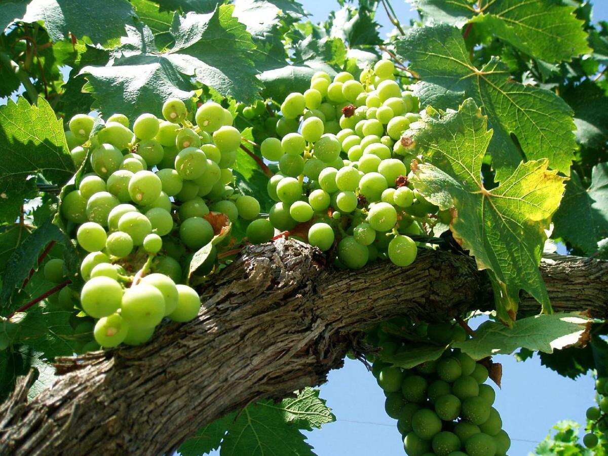 Как вырастить сладкий виноград без косточек даже в холодное лето