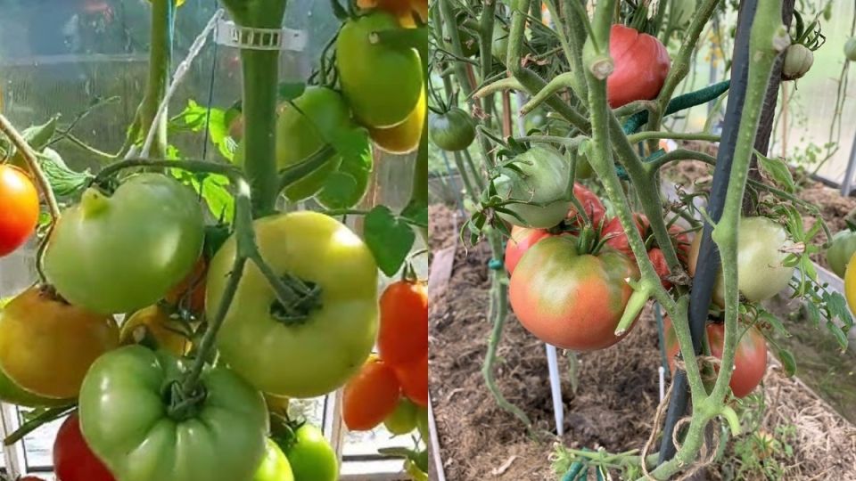 Ленивые помидоры: как получить 15 килограммов с куста за 3 часа в неделю