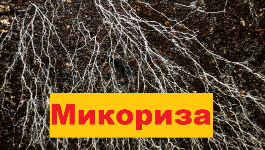 Микориза осенью: стоит ли вносить грибные препараты под зиму?