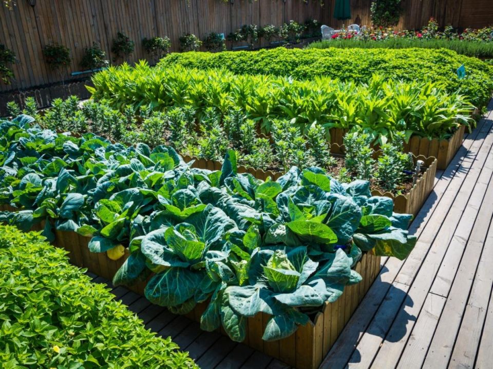 Как дождевые черви помогают revitalизировать ваш сад